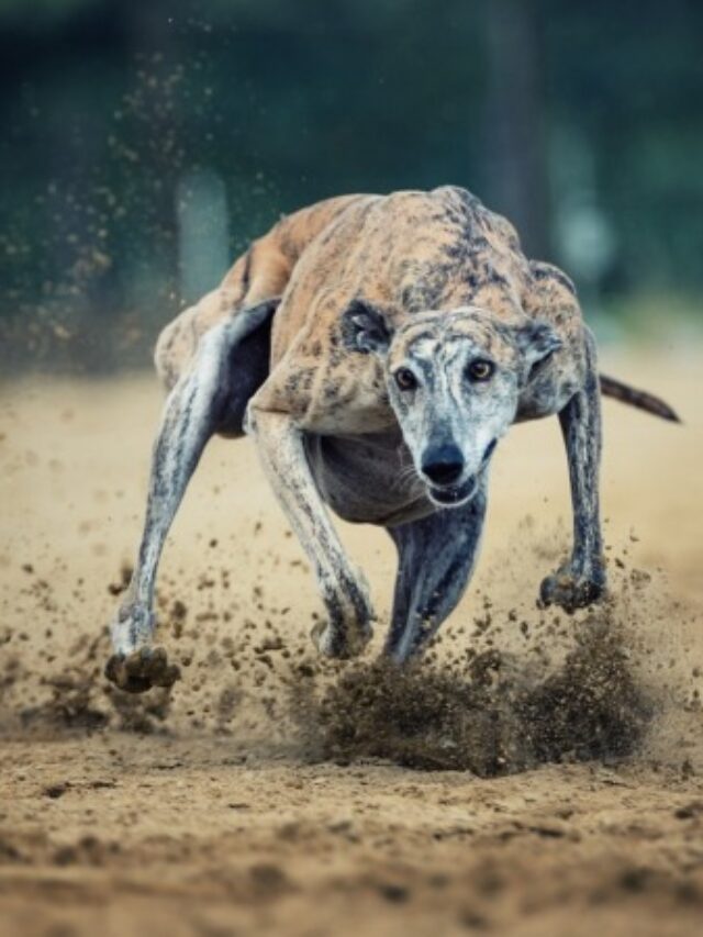 Fastest Dog Breeds in the World