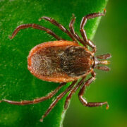 lyme Understanding Lyme Disease: Causes, Symptoms, and Treatment