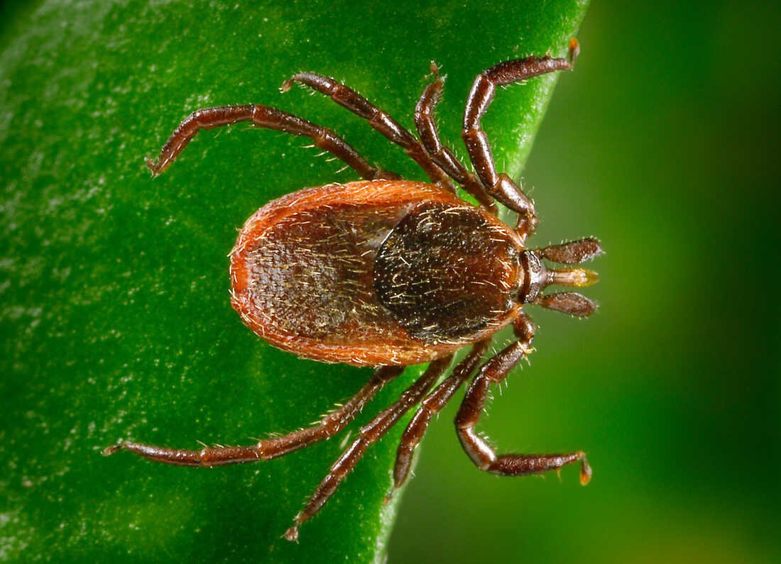 lyme Understanding Lyme Disease: Causes, Symptoms, and Treatment